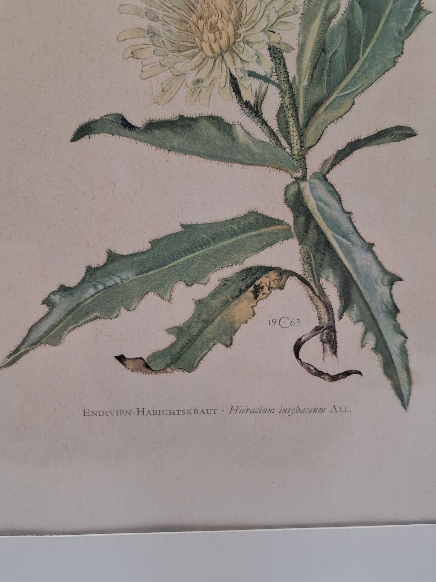 Historisk Flora